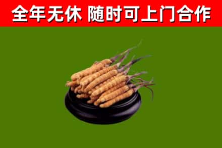 百色回收冬虫夏草