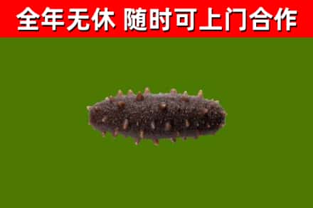 百色回收海参干